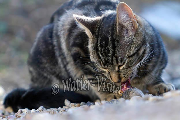0966D491