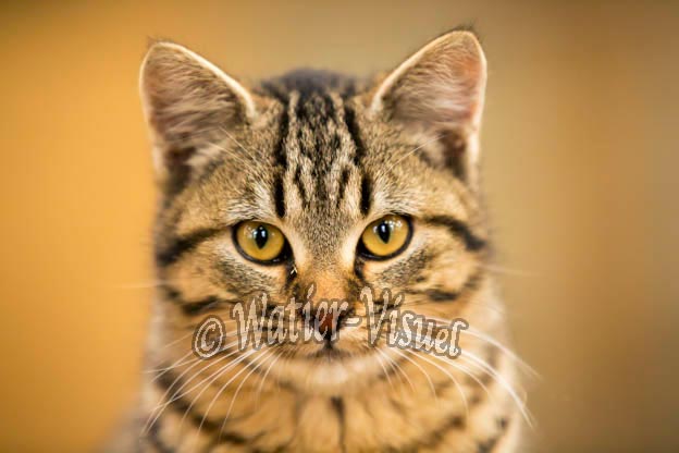 1080D934
