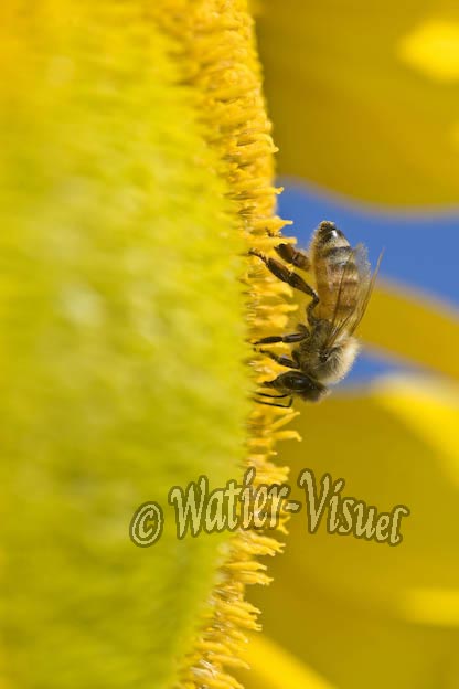 0853D083