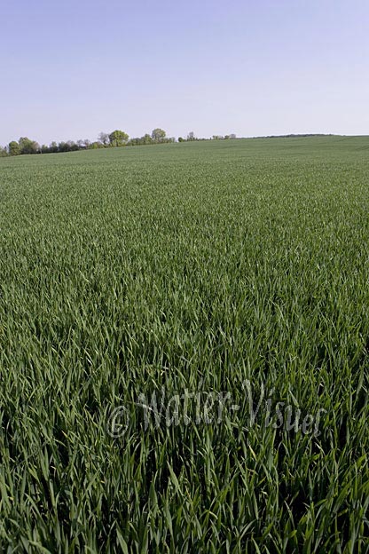 0656D067