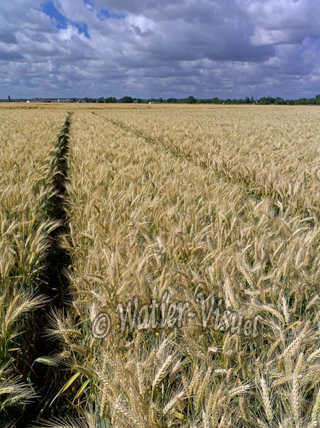 1019D961