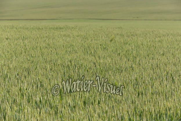 1037D129