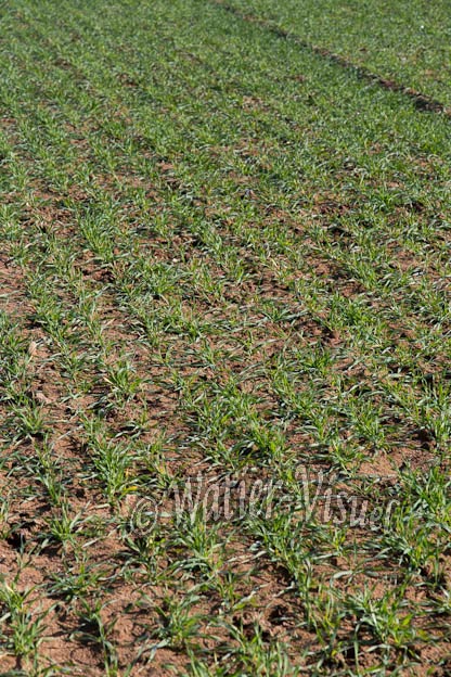1037D317