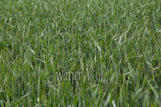 1049D054