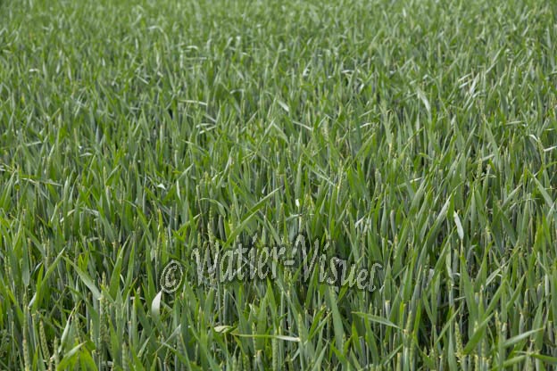 1049D055