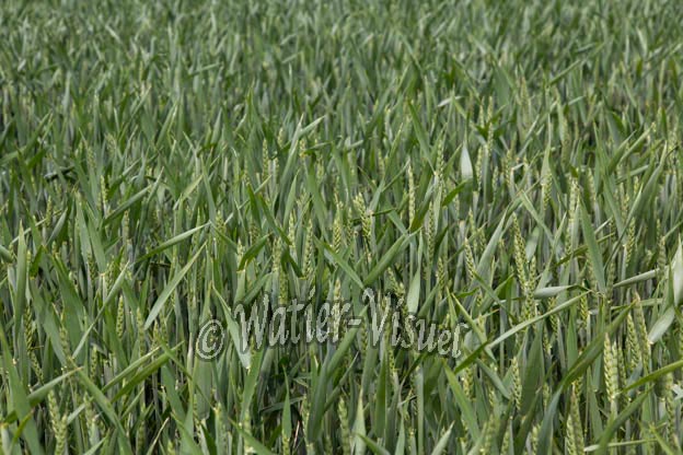 1049D059