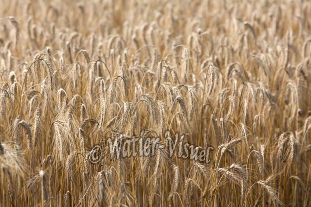 1062D109