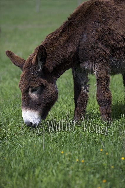 0604D205