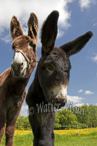 0901D334