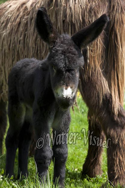 0901D338