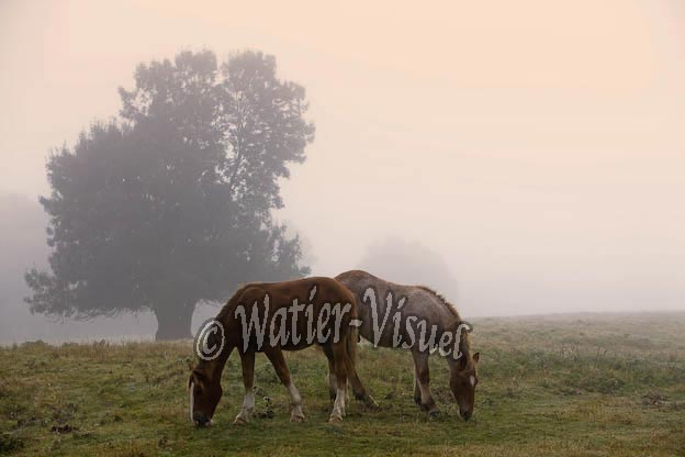 0877D004