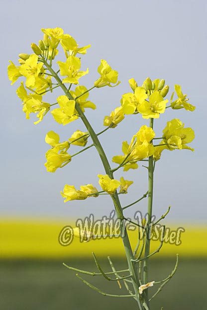 0663D066