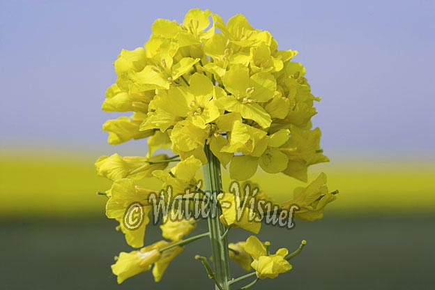 0663D073