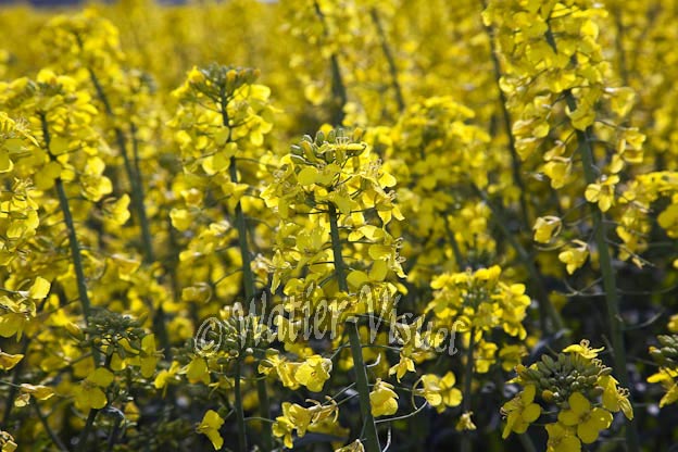 0899D126
