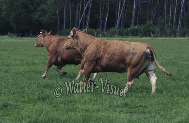 0451D053