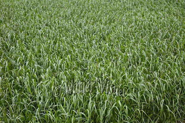 0950D020