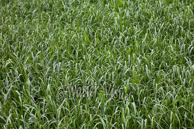 0950D089