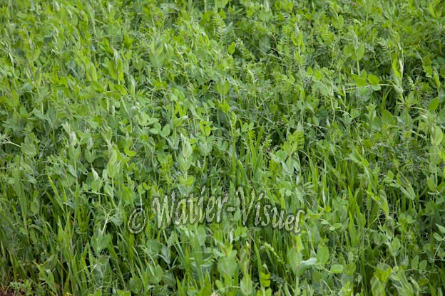 0950D317