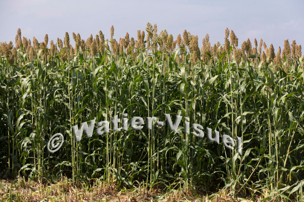 1094D590