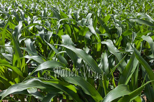 0974D550