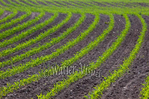 0978D309
