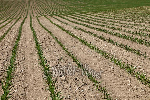 0978D353