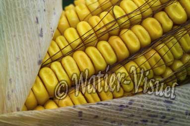 0551D091