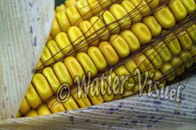 0551D092