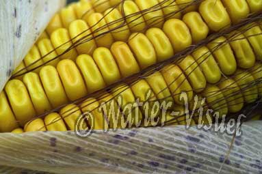 0551D095
