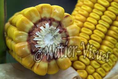 0551D099