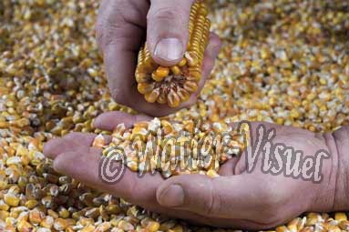 0566D245