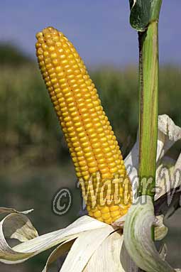 0613D223