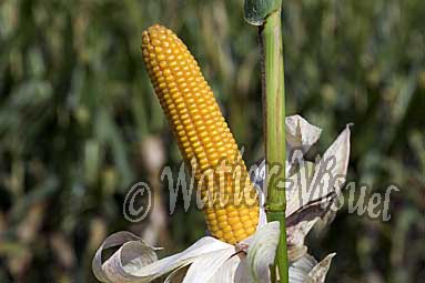 0613D225