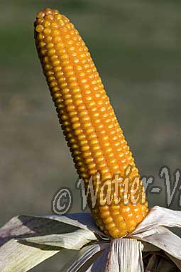 0613D245