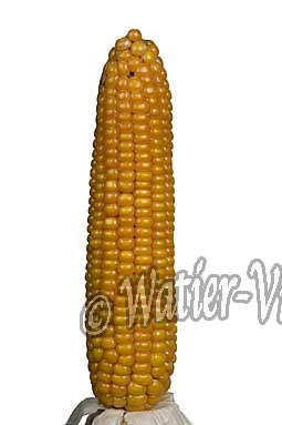 0613D267