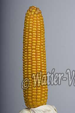 0613D269