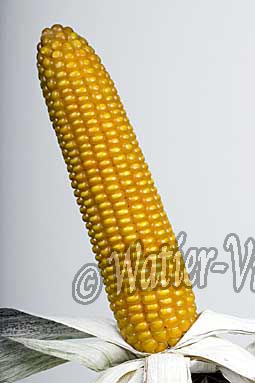 0613D270