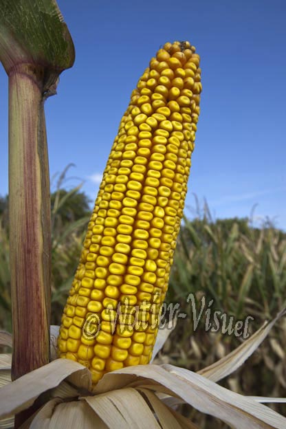 0921D624