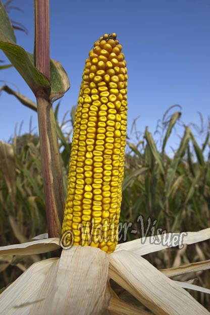 0921D625