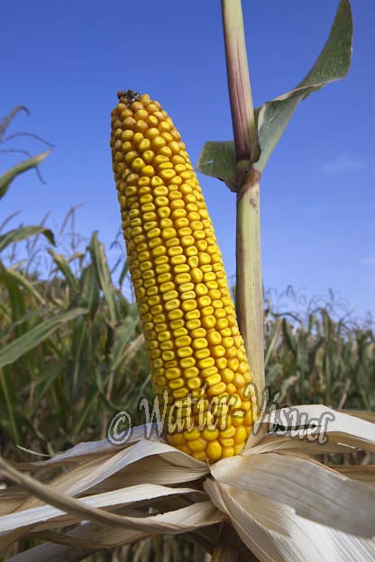 0921D630