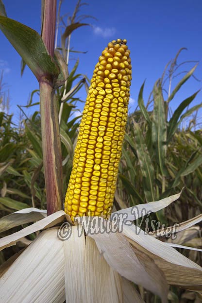 0921D635