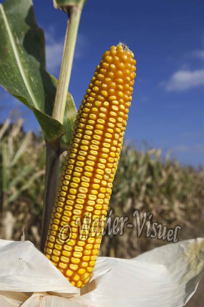 0921D651