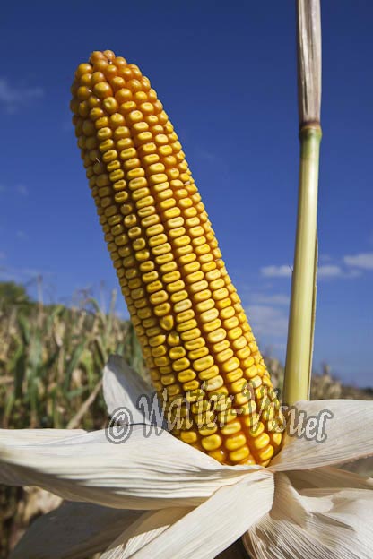 0921D667