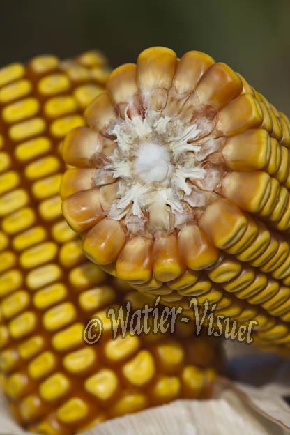0921D785