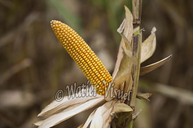 0921D800