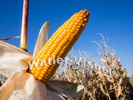 1101D051