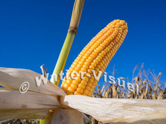 1101D064
