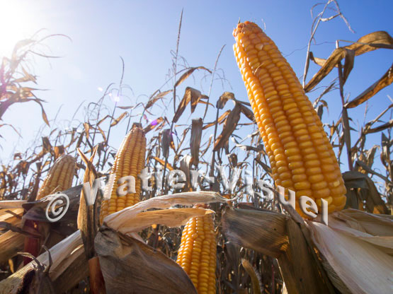 1101D066