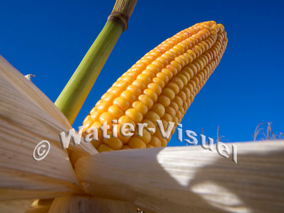 1101D067