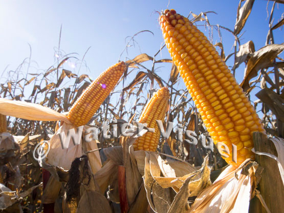 1101D069